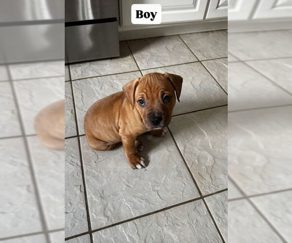 Medium Photo #1 Retriever -Unknown Mix Puppy For Sale in Plainfield, IL, USA