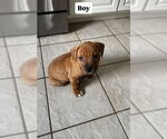 Small Retriever  Mix