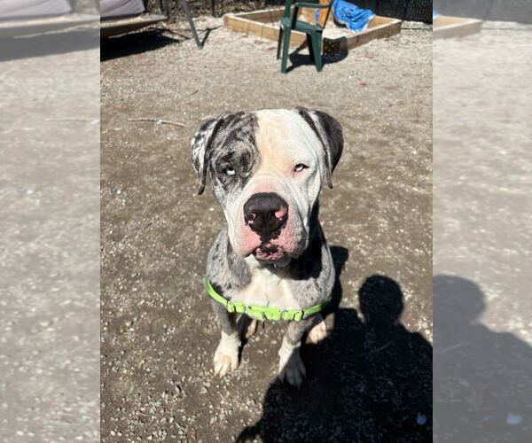 Medium Photo #1 Mastiff-Unknown Mix Puppy For Sale in Elmsford, NY, USA