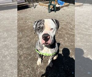 Mastiff-Unknown Mix Dogs for adoption in Elmsford, NY, USA