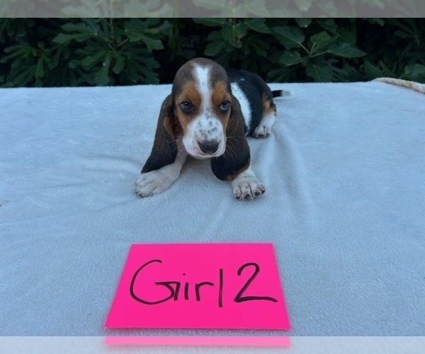 Medium Photo #18 Basset Hound Puppy For Sale in NEW BOSTON, TX, USA