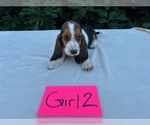 Small #17 Basset Hound
