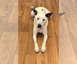 Small Mutt