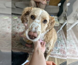 Mutt Dogs for adoption in Candler, NC, USA