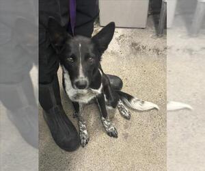 Border Collie Dogs for adoption in Woodland, CA, USA