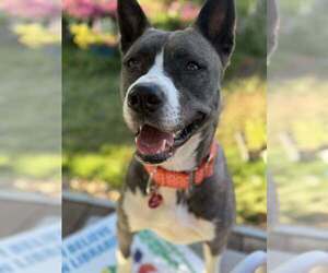 Mutt Dogs for adoption in Bellingham, WA, USA