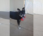 Small #2 Siberian Husky Mix