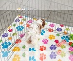 Small #1 Cavapoo (Miniature)-Poodle (Toy) Mix