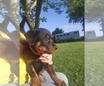 Small Photo #17 Rottweiler Puppy For Sale in PELHAM, GA, USA