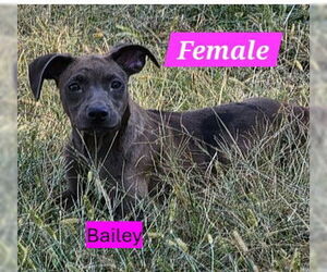 Labrador Retriever-Unknown Mix Dogs for adoption in Sheboygan, WI, USA