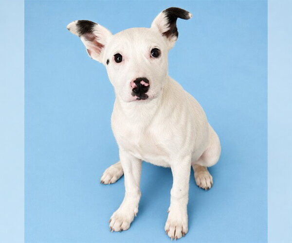 Medium Photo #1 Mutt Puppy For Sale in Westminster, MD, USA