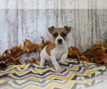 Small #3 Jack Russell Terrier-Jug Mix