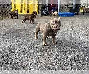 American Bully Puppy for sale in SCHENECTADY, NY, USA
