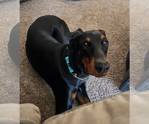 Medium Photo #1 Doberman Pinscher Puppy For Sale in Buffalo, MN, USA