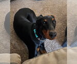 Small Doberman Pinscher