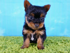 Small Photo #7 Yorkshire Terrier Puppy For Sale in LA MIRADA, CA, USA