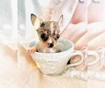 Small #23 Chihuahua