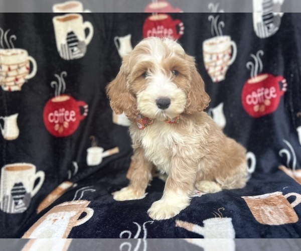 Medium Photo #1 Cockapoo Puppy For Sale in LAKELAND, FL, USA