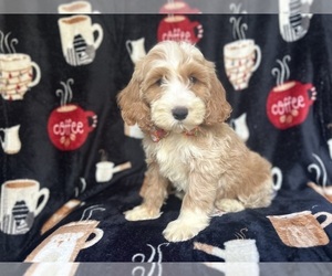 Cockapoo Puppy for sale in LAKELAND, FL, USA