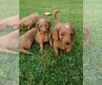 Small Photo #4 Goldendoodle Puppy For Sale in SONORA, KY, USA
