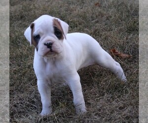 Boxer Puppy for sale in SHIPSHEWANA, IN, USA