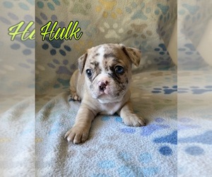 Frenchie Pug Puppy for sale in FORT WORTH, TX, USA