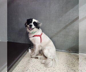 Medium Border Collie Mix