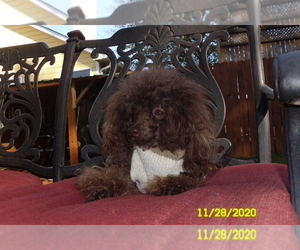 Poodle (Toy) Puppy for sale in DULUTH, GA, USA