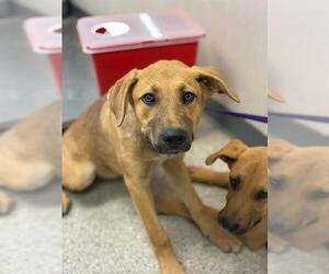 German Shepherd Dog-Unknown Mix Dogs for adoption in Visalia, CA, USA