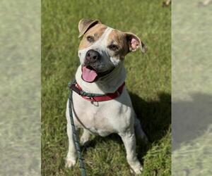 American Bulldog Dogs for adoption in Fort Lauderdale, FL, USA