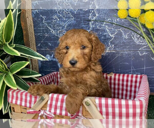 Goldendoodle (Miniature) Puppy for sale in MIAMI, FL, USA