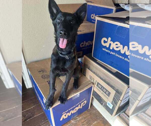 Medium Photo #6 Mutt Puppy For Sale in Imlay City, MI, USA