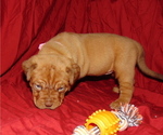 Small Photo #1 Dogue de Bordeaux Puppy For Sale in BUFFALO, MO, USA