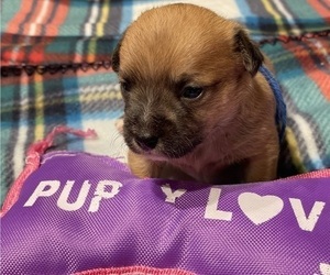Chi-Chi Puppy for sale in SOUTHERN PINES, NC, USA