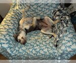 Small #3 Australian Kelpie-Australian Shepherd Mix