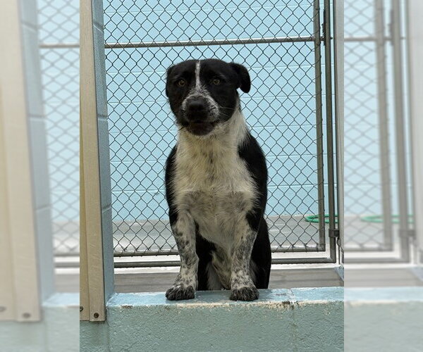 Medium Photo #1 Mutt Puppy For Sale in Temple, TX, USA