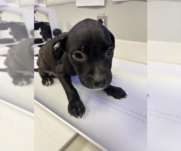 Medium Photo #1 Labrador Retriever-Unknown Mix Puppy For Sale in Rosenberg, TX, USA