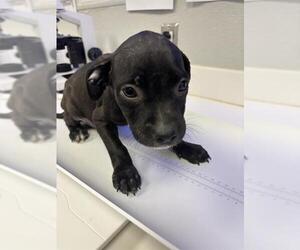 Labrador Retriever-Unknown Mix Dogs for adoption in Rosenberg, TX, USA