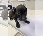 Small Labrador Retriever Mix