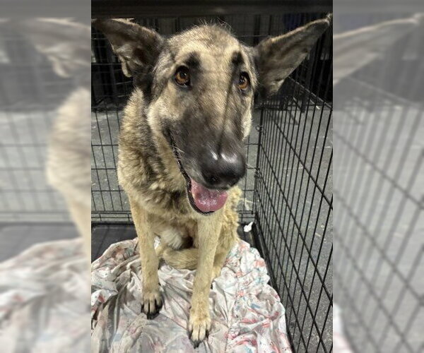 Medium Photo #1 German Shepherd Dog Puppy For Sale in Bakersfield, CA, USA