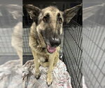 Small German Shepherd Dog