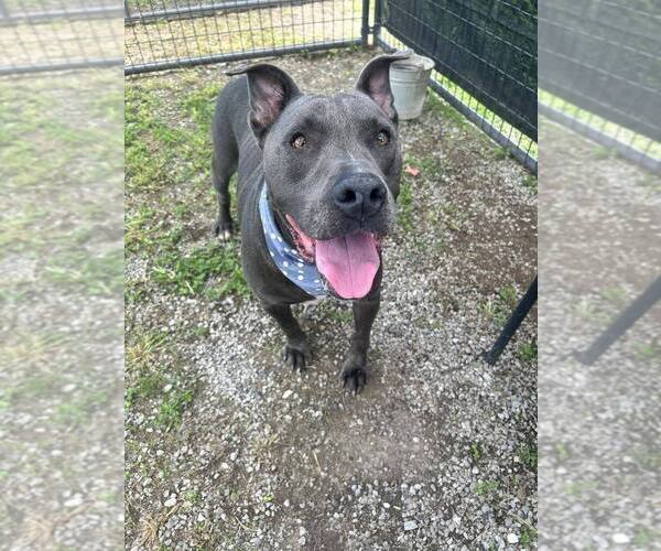 Medium Photo #4 Mutt Puppy For Sale in Abbeville, LA, USA