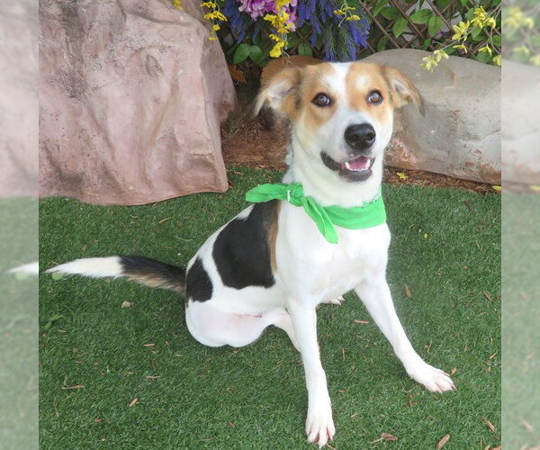 Medium Photo #1 Collie-Unknown Mix Puppy For Sale in Oklahoma City, OK, USA