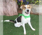 Small Collie Mix