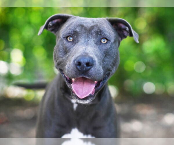 Medium Photo #1 American Staffordshire Terrier-Unknown Mix Puppy For Sale in Tavares, FL, USA