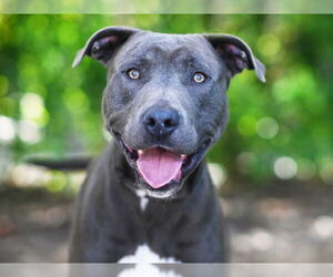 American Staffordshire Terrier-Unknown Mix Dogs for adoption in Tavares, FL, USA