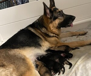 Mother of the German Shepherd Dog puppies born on 12/06/2021