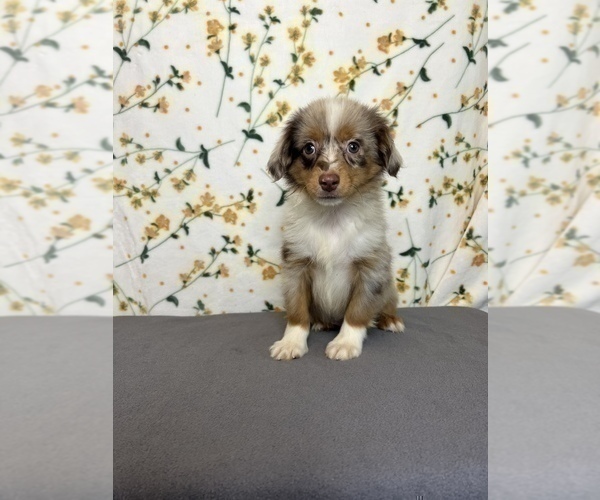 Medium Photo #4 Miniature Australian Shepherd Puppy For Sale in MARTINSVILLE, IN, USA