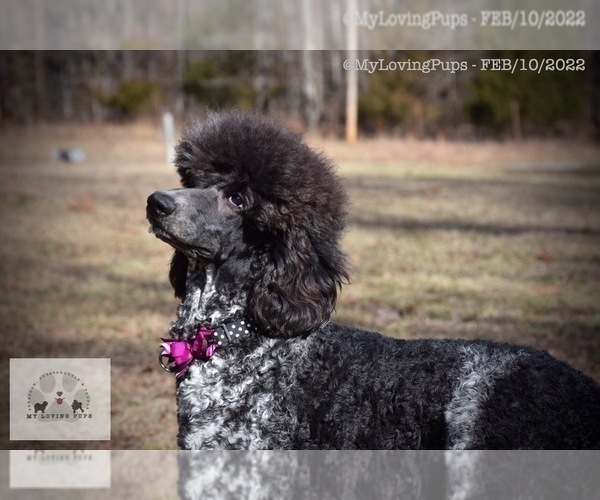 Medium Photo #3 Poodle (Standard) Puppy For Sale in MARIONVILLE, MO, USA