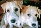 Small Photo #25 Jack Russell Terrier Puppy For Sale in AIKEN, SC, USA
